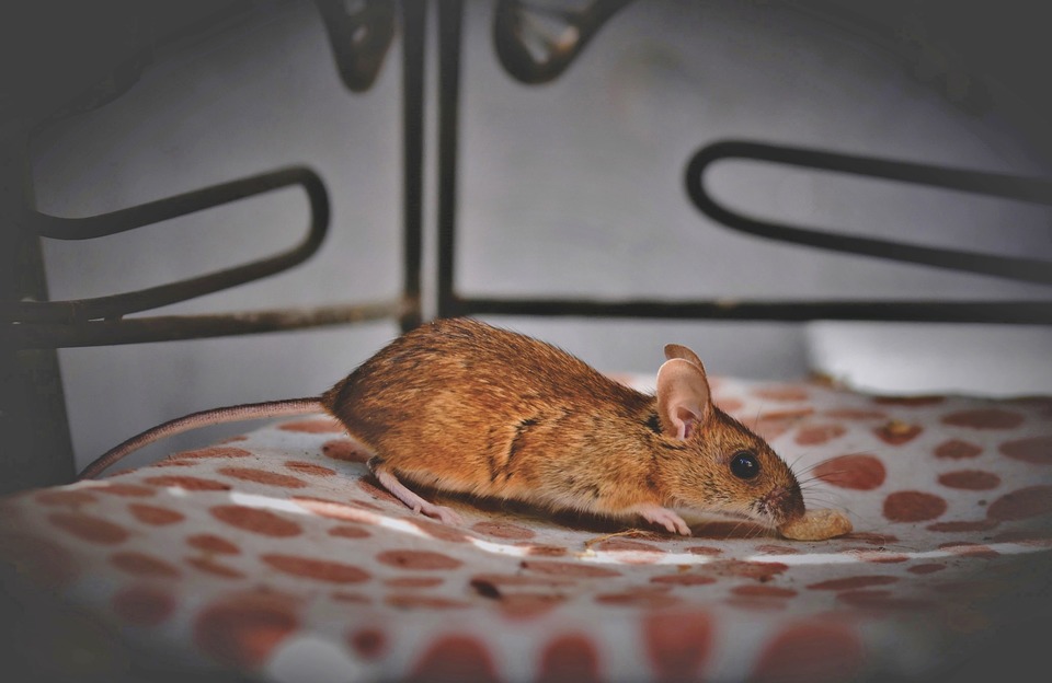 Nors pelė yra visaėdė, saugiausia ją šerti visaverčiu maistu, geriausiai atitinkančiu jos poreikius.